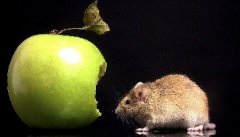 <b>老鼠防制-新宝立对鼠类采用综合防制方法</b>